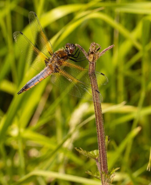 Close-up de la libellule sur la plante