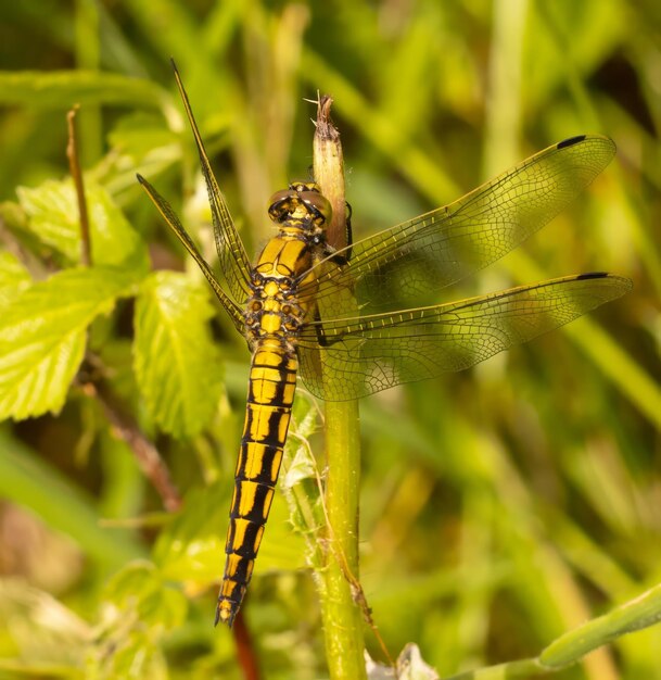 Close-up de la libellule sur la plante