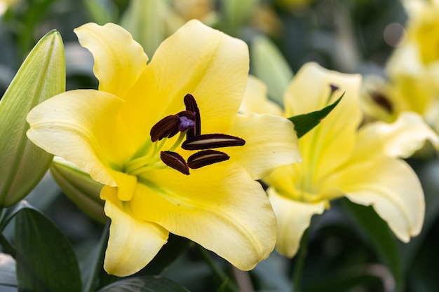 Close up Lilly fleurit dans le jardin.