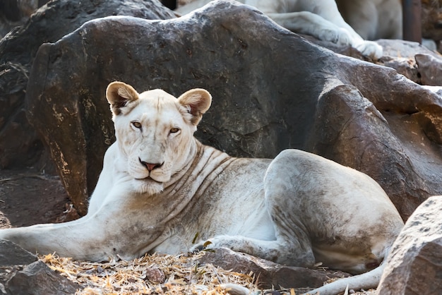 Close-up lion blanc couché se détendre dans le zoo.