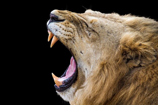 Photo close-up d'un lion qui bâille sur un fond noir