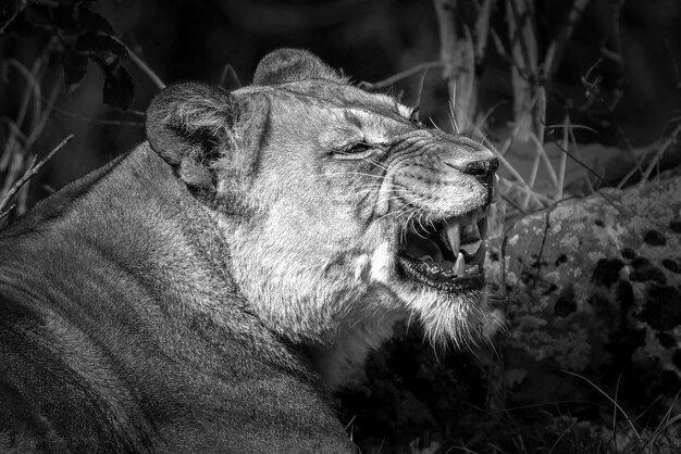 Photo close-up d'une lionne assise dans la forêt