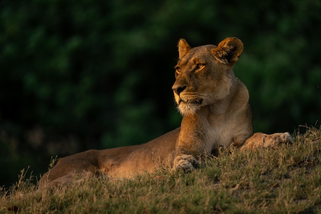 Close-up de la lionne