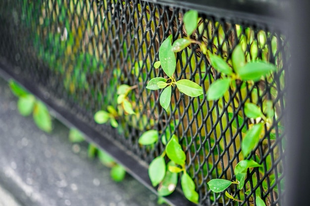 Close up Little Leaf apparaît de la grille en acier.