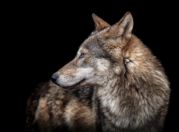 Close-up d'un loup qui détourne son regard sur un fond noir