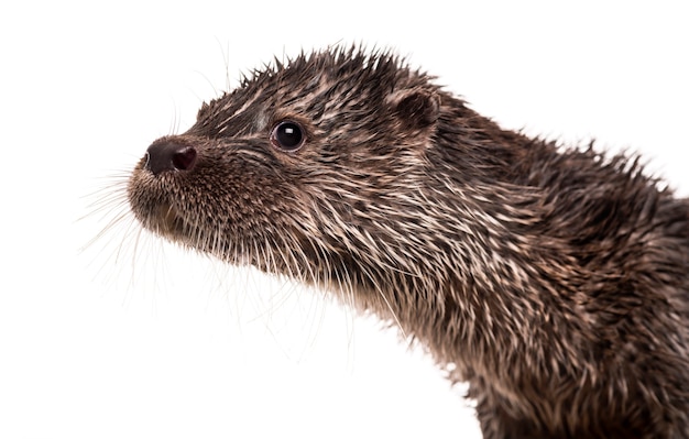 Photo close-up d'une loutre d'europe, lutra lutra, isolated on white