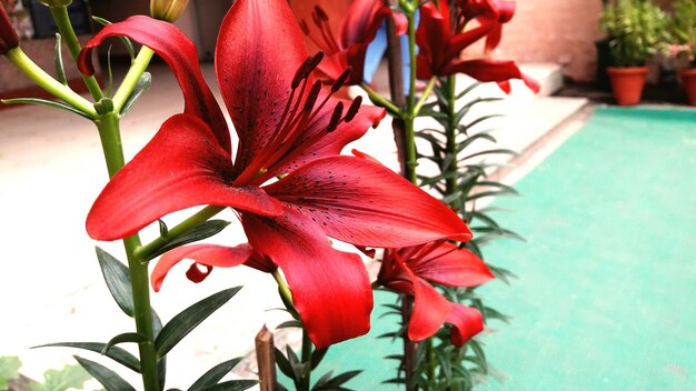 Photo close-up de lys rouges en fleurs dans le jardin