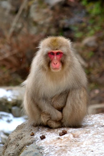 Close-up d'un macaque japonais pendant la saison hivernale Jigokudani