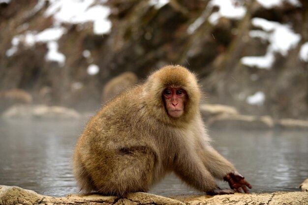 Photo close-up d'un macaque japonais pendant la saison hivernale jigokudani