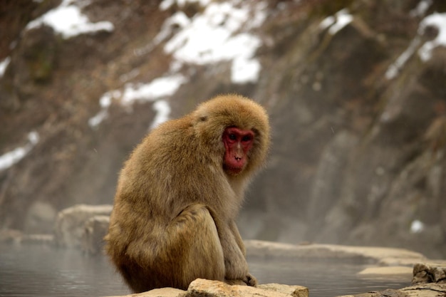 Photo close-up d'un macaque japonais pendant la saison hivernale jigokudani