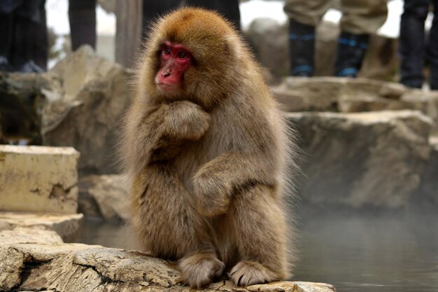 Photo close-up d'un macaque japonais pendant la saison hivernale jigokudani