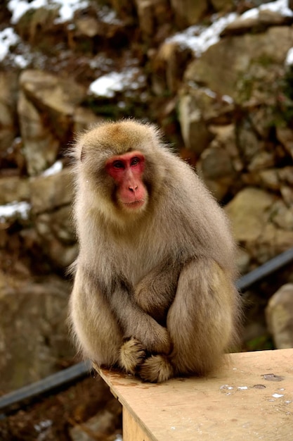 Close-up d'un macaque japonais pendant la saison hivernale Jigokudani