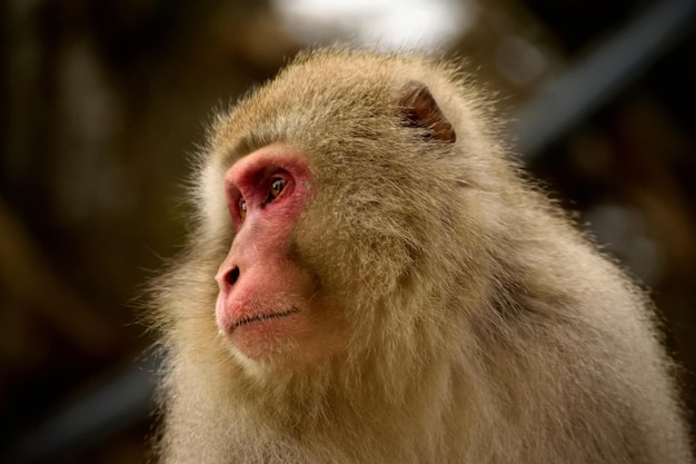 Photo close-up d'un macaque japonais pendant la saison hivernale jigokudani