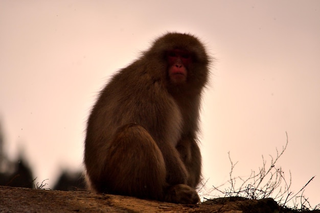 Photo close-up d'un macaque japonais pendant la saison hivernale jigokudani