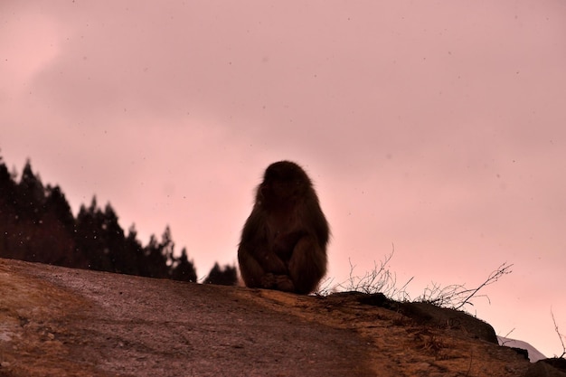 Photo close-up d'un macaque japonais pendant la saison hivernale jigokudani