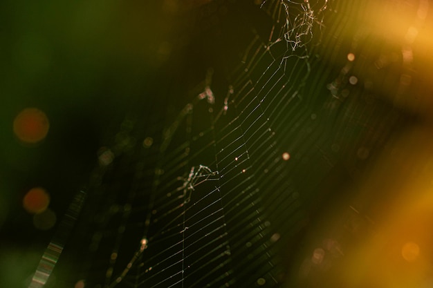 Close up macro d'une araignée de jardin européenne araignée Araneus diadematus assis dans une toile d'araignée l'éclairage naturel