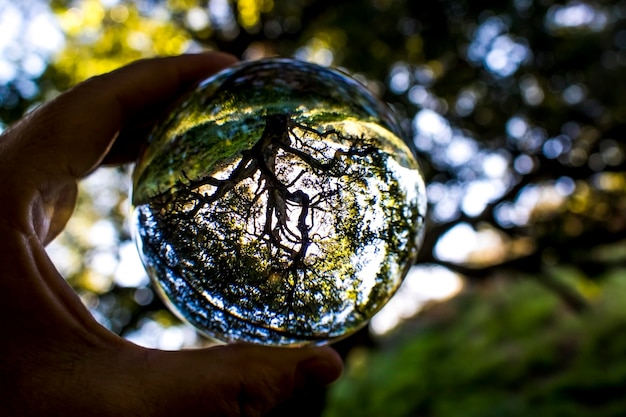 Photo close-up d'une main coupée tenant une boule de cristal avec le reflet des arbres