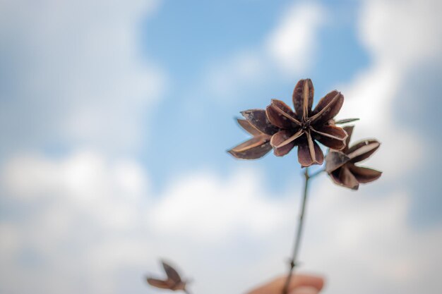 Photo close-up d'une main coupée tenant des fleurs séchées contre le ciel