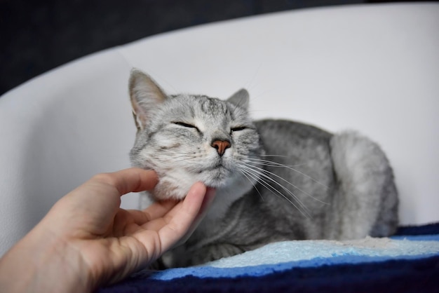 Close-up de la main d'une personne avec un chat