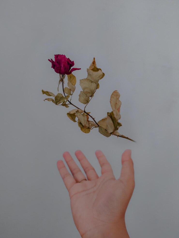 Photo close-up de la main et de la plante séchée sur un fond blanc