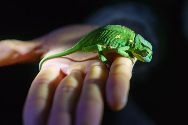 Close-up d'une main tenant un caméléon sur un fond noir