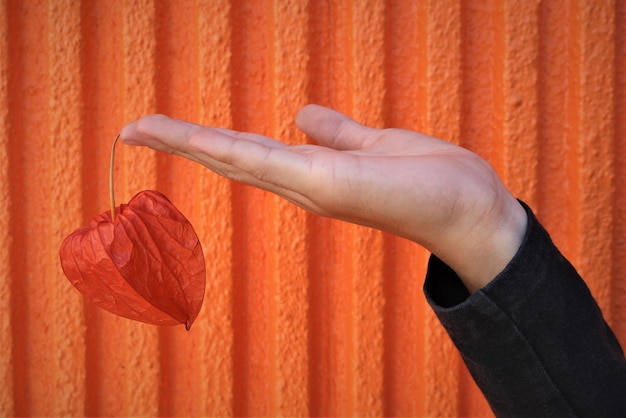 Photo close-up d'une main tenant une cerise d'hiver contre un mur orange