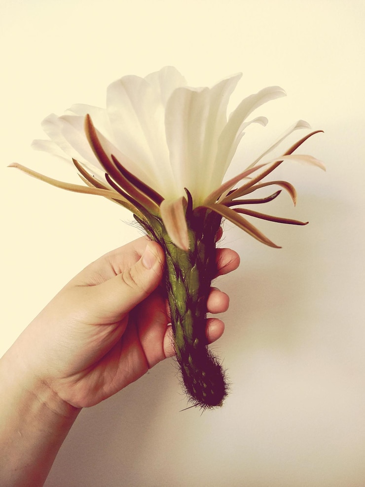 Photo close-up d'une main tenant une fleur de cactus contre le mur