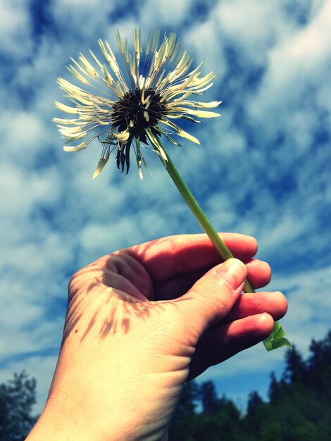 Photo close-up de la main tenant une fleur contre le ciel