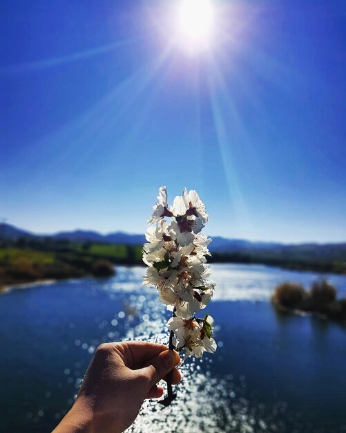 Close-up d'une main tenant des fleurs contre le lac