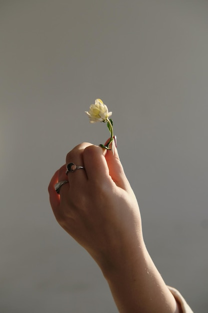 Close-up d'une main tenant une rose sur un fond blanc