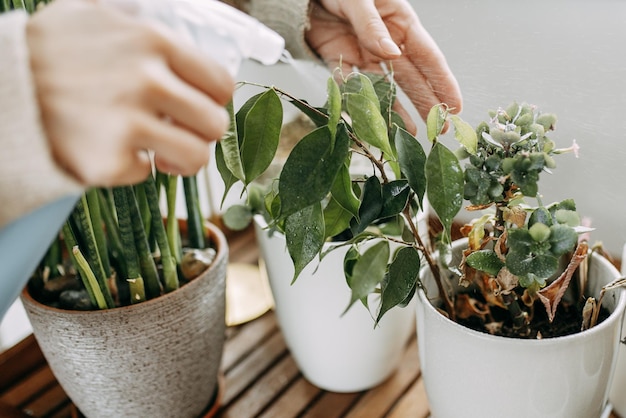 Close-up de mains féminines arrosant une plante en pot sur la table du balcon