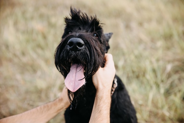 Close-up de mains mâles caressant un schnauzer géant noir chien de race pure se concentre sur le nez mouillé