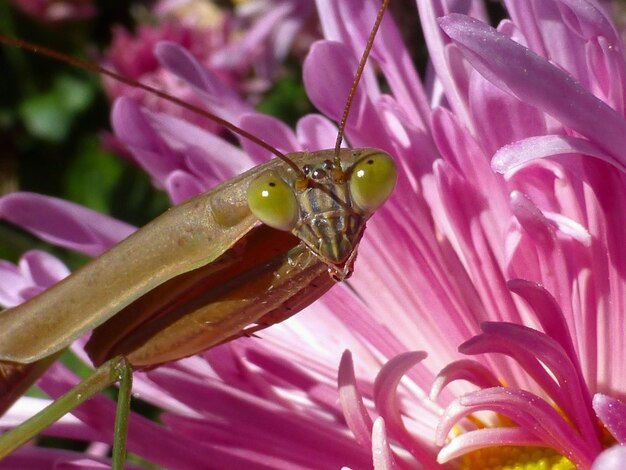 Photo close-up de la mante religieuse sur une fleur rose