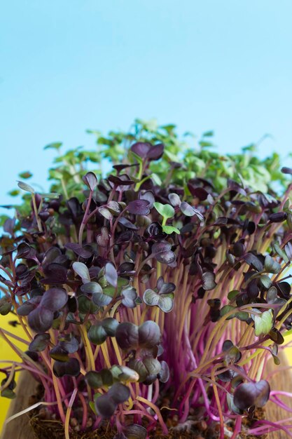 Close-up microgreen radis sur fond bleu. Localisation verticale. Concept d'aliments sains.