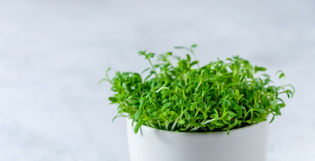 Close up Microgreens cresson