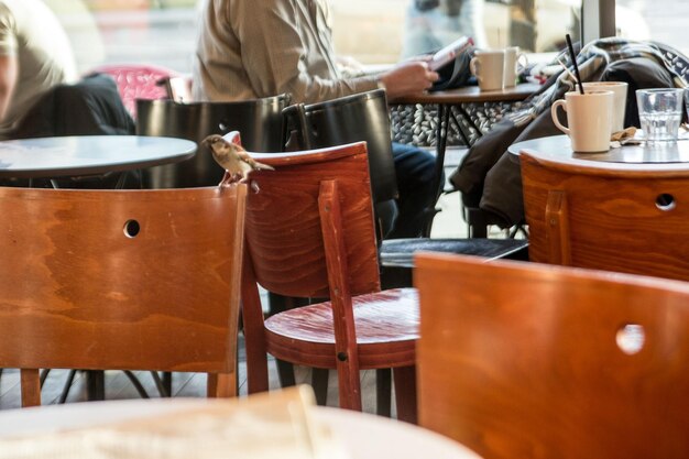 Photo close-up d'un moineau perché sur une chaise dans un restaurant
