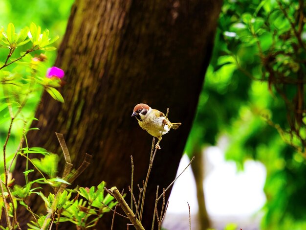 Photo close-up d'un moineau sur la tige contre l'arbre