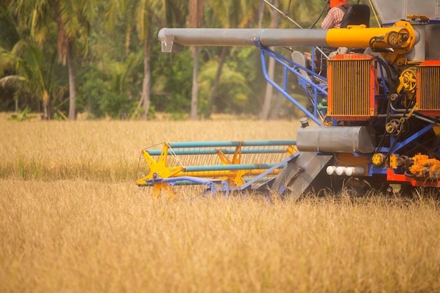 Close up moissonneuse-batteuse conduite sur un champ de riz prêt à être récolté
