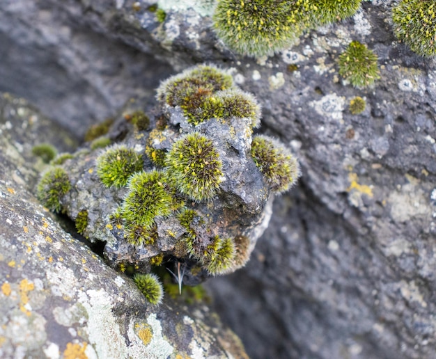 Close up moss grandi couvrir les pierres brutes et sur le sol dans la forêt Afficher avec macro-vision des roches pleines de mousse
