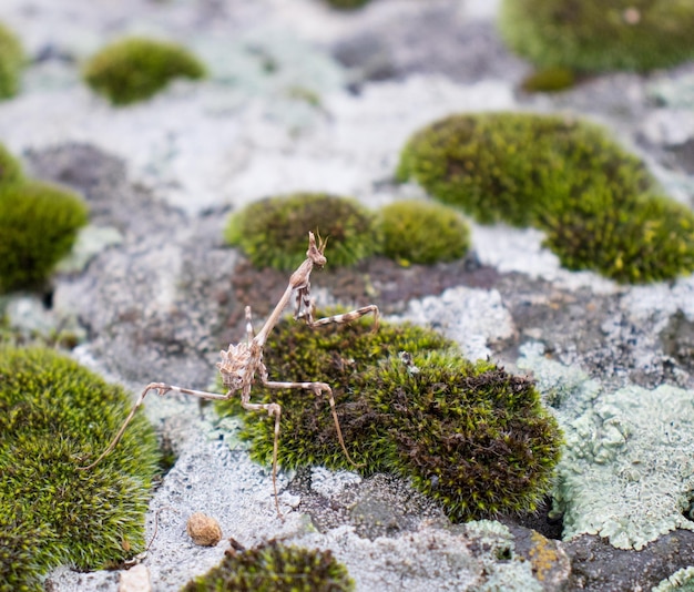 Photo close up moss grandi et mantis sur la photo de concept de pierre afficher avec vue macro rock plein de mousse