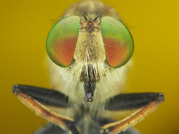 Photo close-up de la mouche