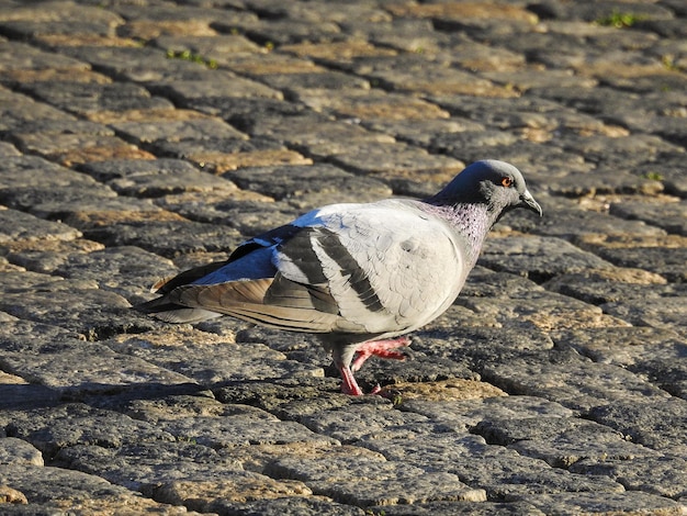 Photo close-up d'une mouette perchée sur le sol