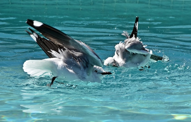 Close up de mouettes se baignant dans une piscine