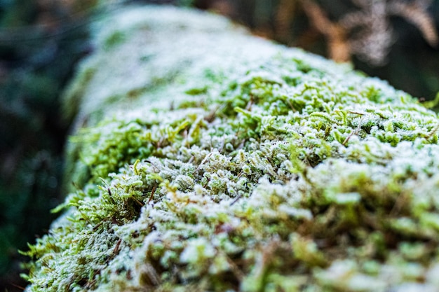 Photo close-up de la mousse qui pousse sur la plante