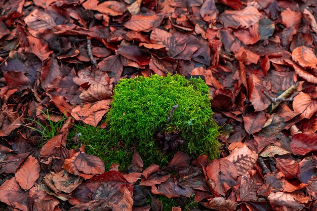 Close-up de mousse verte sur le sol dans une forêt