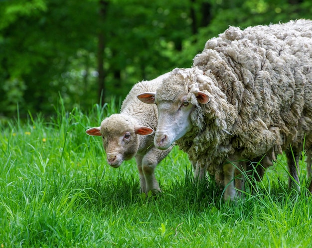 Close up de moutons dans le champ