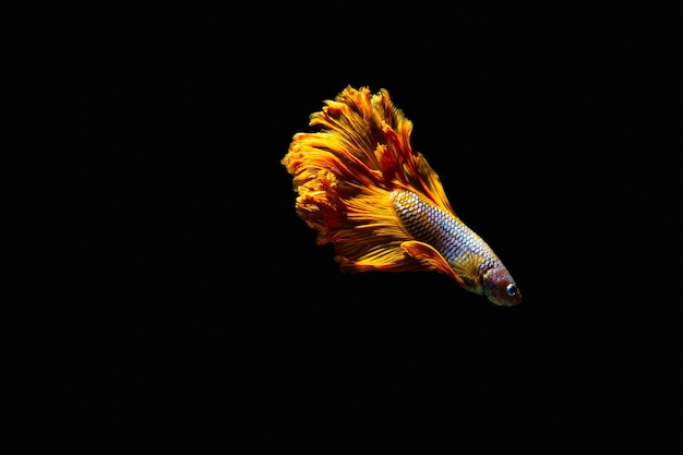 Photo close up mouvement artistique de betta fishpoissons de combat siamois isolés sur fond noircolorful