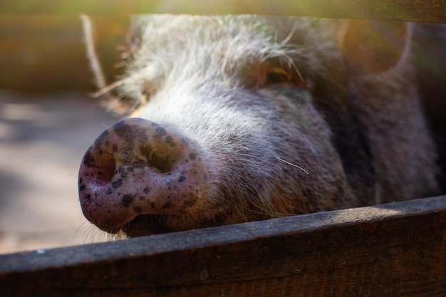 Close up museau d'une race noire de porc debout dans un enclos en bois dans une ferme