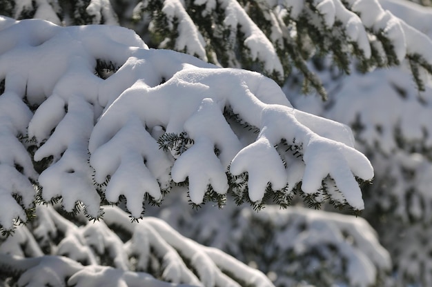 Close-up de la neige sur l'arbre à une belle journée de la saison hivernale