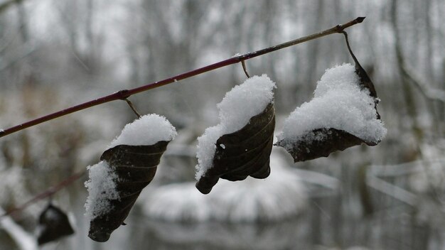 Photo close-up de la neige sur les feuilles